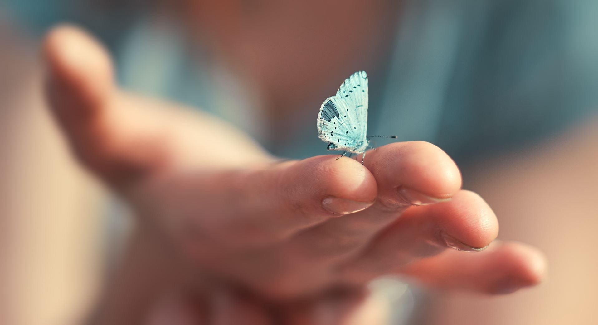 Blue-Butterfly-on-Hand